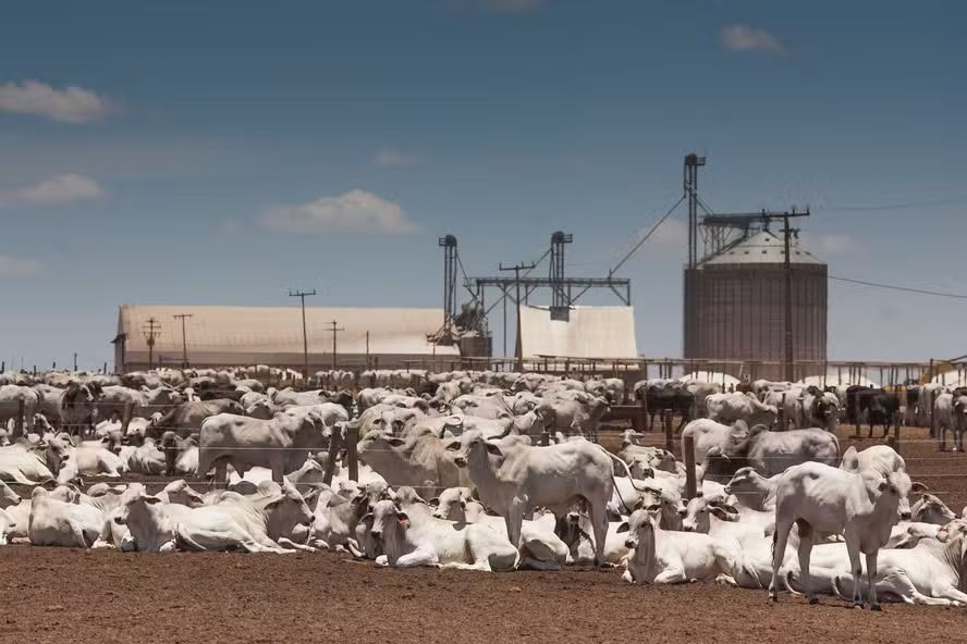 PIB do agronegócio sobe 1,81% em 2024, puxado pelo ramo pecuário