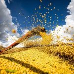 Brasil colhe 85,3% da soja e planta 99,1% do milho segunda safra, aponta Conab