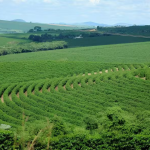 Ministério da Agricultura busca opções para ampliar Plano Safra