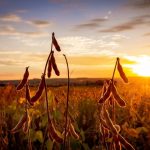 Produção recorde de soja impulsiona VBP da agropecuária em Mato Grosso