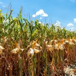 Projeção para colheita mundial de grãos cresce para 2,375 bilhões de toneladas