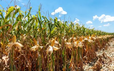 Projeção para colheita mundial de grãos cresce para 2,375 bilhões de toneladas