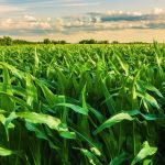 Safra 2025/26 de milho e sorgo em Mato Grosso é promissora, mas exige manejo estratégico