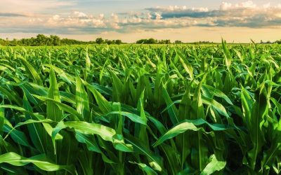 Safra 2025/26 de milho e sorgo em Mato Grosso é promissora, mas exige manejo estratégico
