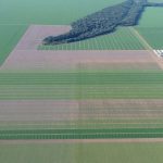 Clima e escolha de cultivares foram decisivos para o recorde de produtividade da soja em Mato Grosso