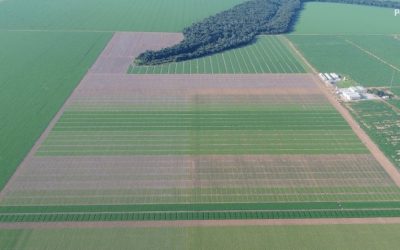 Clima e escolha de cultivares foram decisivos para o recorde de produtividade da soja em Mato Grosso
