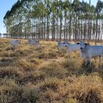 Tarifas dos EUA pressionam agronegócio e reforçam papel da ILPF como estratégia de competitividade