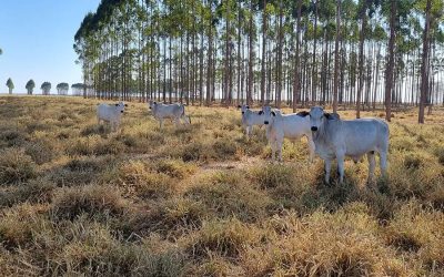 Tarifas dos EUA pressionam agronegócio e reforçam papel da ILPF como estratégia de competitividade
