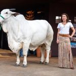 Força feminina muda o agronegócio com gestão profissional e inovação