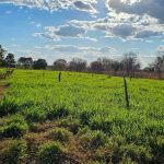 Nova lei incentiva irrigação no Norte de Minas e aumenta produtividade rural