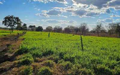 Nova lei incentiva irrigação no Norte de Minas e aumenta produtividade rural