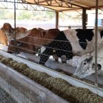 Programa de Melhoramento Genético beneficia produtores de leite em Goiás com investimento de R$ 3 milhões