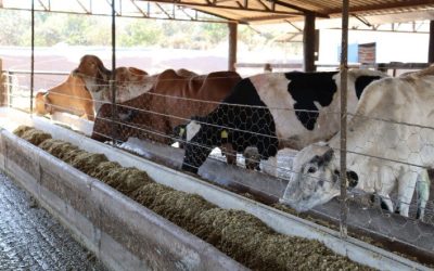 Programa de Melhoramento Genético beneficia produtores de leite em Goiás com investimento de R$ 3 milhões