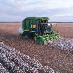 Vazio sanitário do algodão 2025 em Minas Gerais: prazos, regras e recomendações técnicas para produtores