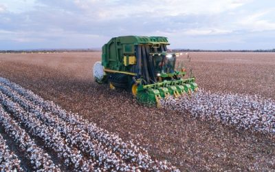 Vazio sanitário do algodão 2025 em Minas Gerais: prazos, regras e recomendações técnicas para produtores